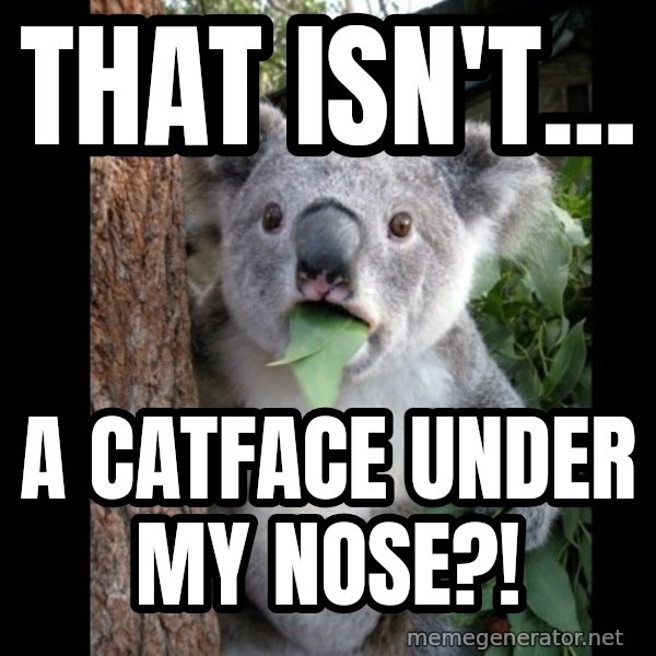 Koala can't believe it meme: that isn't... / a catface under my nose?!